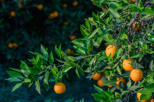 fields in the garden with fruits oranges on the trees harvest 3