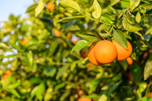 fields in the garden with fruits oranges on the trees harvest 2