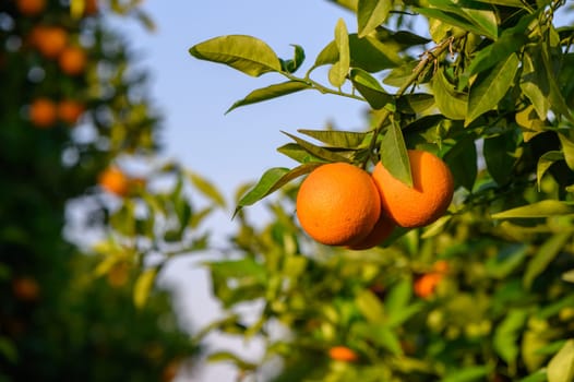 fields in the garden with fruits oranges on the trees harvest 1