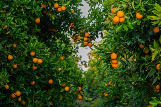 fields in the garden with fruits oranges on the trees harvest 2