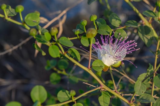 white flower of the caper with purple pistils