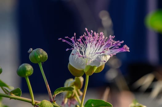 photo of a capper flower with photo of a flower with church with blurred background 3