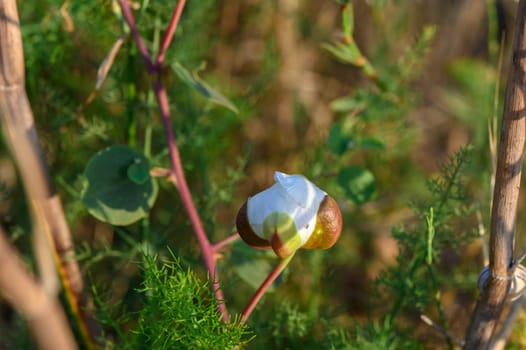 Capper flower with its leaf and buds as background.Selective focus