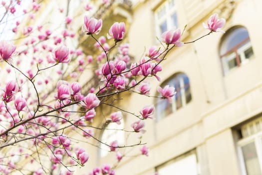 Blooming magnolia tree in springtime in city. Magnolia blossom in spring. Copy space and empty place for advertising.