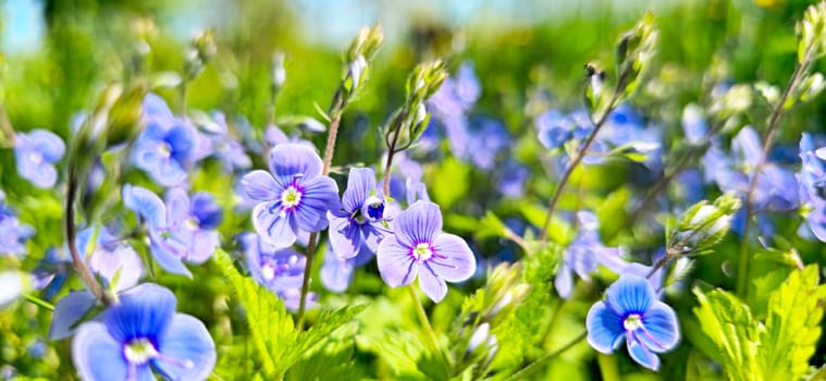 blue delicate flowers among fresh grass, spring and summer