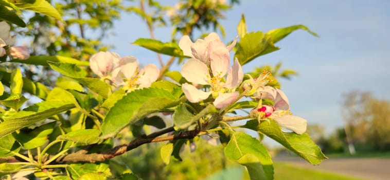 branch of blooming quince in the sunset raysspring and summer