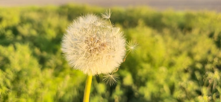 fluffy dandelion in the sunset raysspring and summer