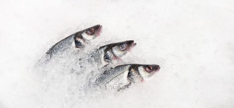 fresh sea bass lies in ice on the counter, fish