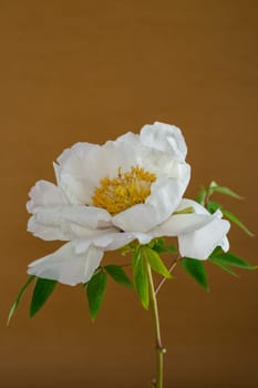 White tree peony flower, isolated on brown background .