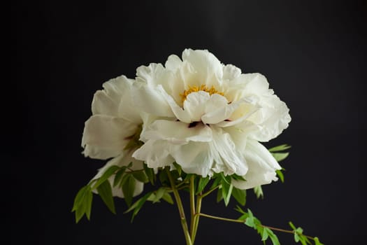 White tree peony flower, isolated on black background .