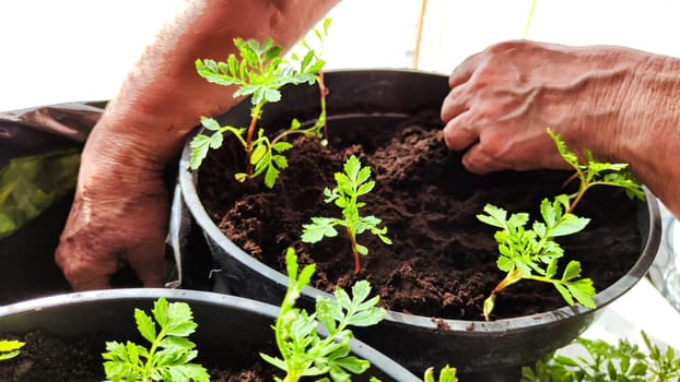 Planting marigold flowers in a pot. Reproduction of plants in spring. Young flower shoots and greenery for the garden. The hands of elderly woman, bucket of earth, green bushes and twigs with leaves