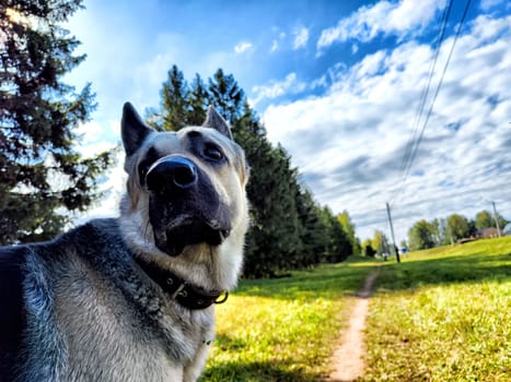 Dog German Shepherd in sunny nature landscape with small path. Russian eastern European dog veo