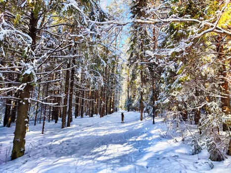 Snow-Covered Forest Path in Winter Sunshine. A serene, snow-laden trail winds through sunlit forest