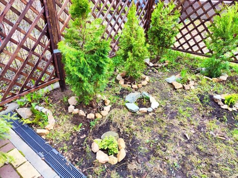 Small thuja Smaragd trees at the lattice fence in spring. Springtime Growth of Small Thuja Smaragd Trees by Lattice wooden Fence