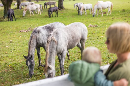 A woman and child are observing a group of horses grazing in a green field in a rural area, surrounded by plants and grass in the ecoregion