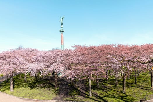Cherry Blossom in Langelinie park on a beautiful spring day. Sakura festival. Copenhagen, Denmark