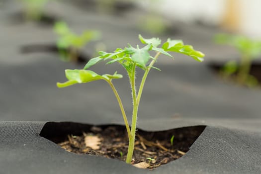 Tomato seedlings in the ground growing from holes in agrofibre .