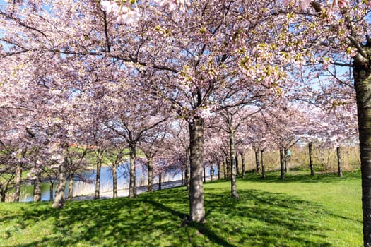 Cherry Blossom in Langelinie park on a beautiful spring day. Sakura festival. Copenhagen, Denmark