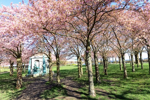 Cherry Blossom in Langelinie park on a beautiful spring day. Sakura festival. Copenhagen, Denmark