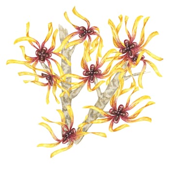 Witch hazel flowers on tree branch clipart. Hamamelis virginiana japonica twig. Watercolor illustration for cosmetics, water, herbal medicine cream packaging, gel, ointment, national day flyer, logo