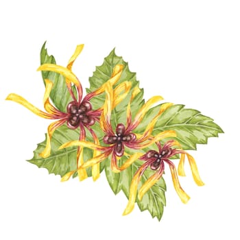 Witch hazel yellow medicinal plant flower and leaves clipart. Hamamelis virginiana in bloom. Watercolor florals for cosmetics, water, herbal medicine, beauty, cream packaging, national day flyer, logo