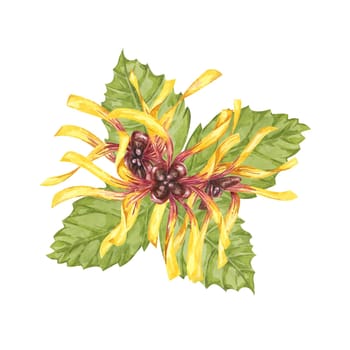 Witch hazel yellow medicinal plant flower and leaves clipart. Hamamelis virginiana in bloom. Watercolor florals for cosmetics, water, herbal medicine, beauty, cream packaging, national day flyer, logo