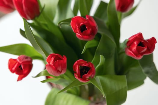Bouquet of red spring tulips in the room. High quality photo