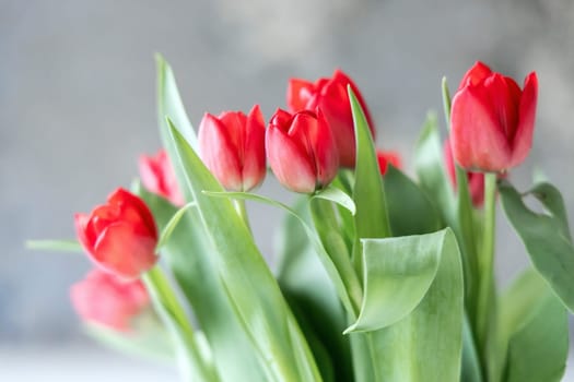 Bouquet of red spring tulips in the room. High quality photo