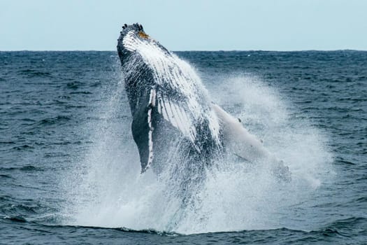 Beautiful image of an adult hump back whale jumping out of the water, leaving seaspray around it. Sydney, Australia