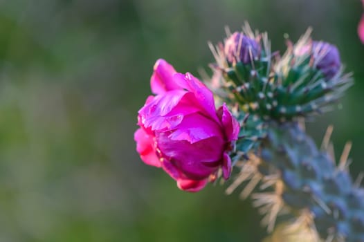 Prickly Pear cactus blossom buds 3