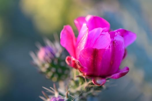 Prickly Pear cactus blossom buds 2