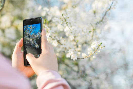 Man holding mobile phone and take photo blooming spring cherry and apples trees in sunlight. Smartphone photo for social media. Copy space.