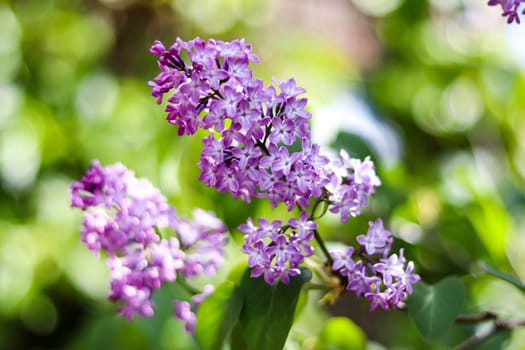 Blooming lilac branch in spring on a sunny day against the background of green foliage. High quality photo