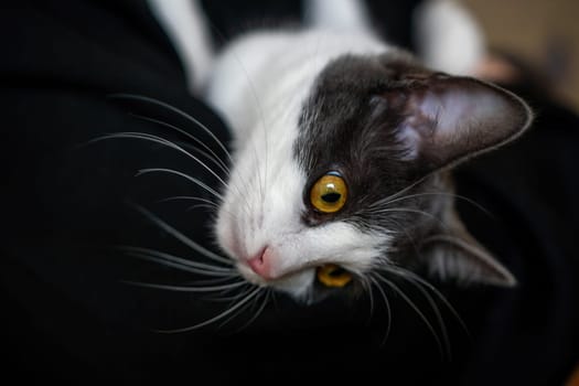 A woman is holding a kitten in her arms. The kitten is gray and white. The woman is wearing a black hoodie