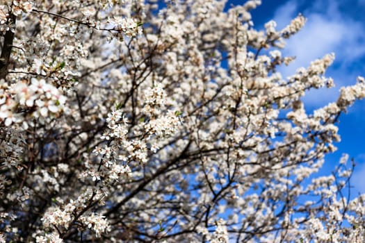 A blooming branch of tree in spring. Flowers of the cherry blossoms on a spring day. High quality photo