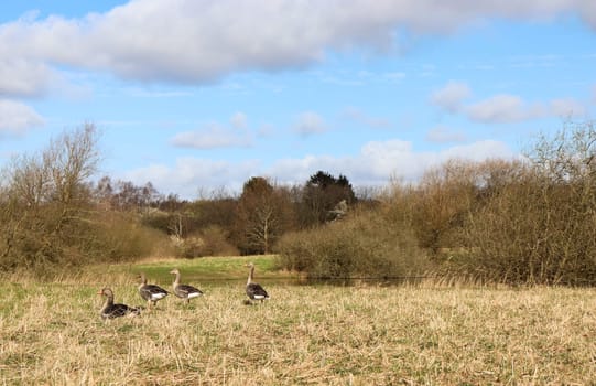Spring landscape. A flock of gray geese walk across the field.