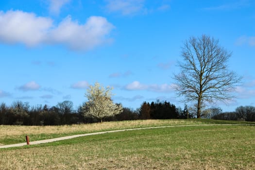 Park with beautiful trees in spring. Fresh green grass and blue sky. Natural landscape in spring.