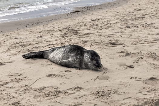 Seal on the sand on the shore of the North sea. High quality photo