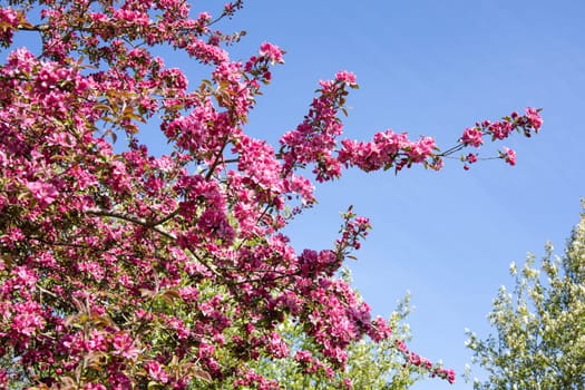 Beautiful spring landscape with flowering trees on a sunny day. High quality photo