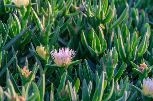 Lilac flower Carpobrotus edible close-up.1