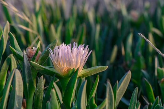 Lilac flower Carpobrotus edible close-up.