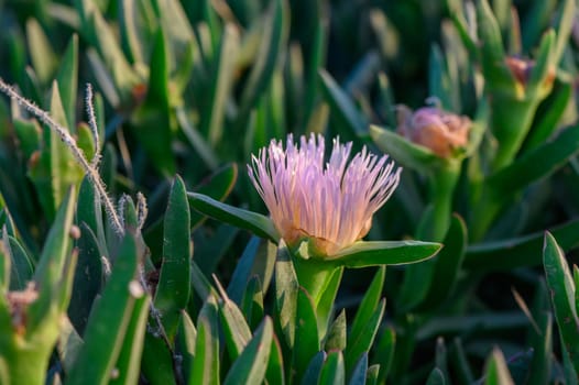 floral background of Carpobrotus edibles on the shores of the Mediterranean Sea 2