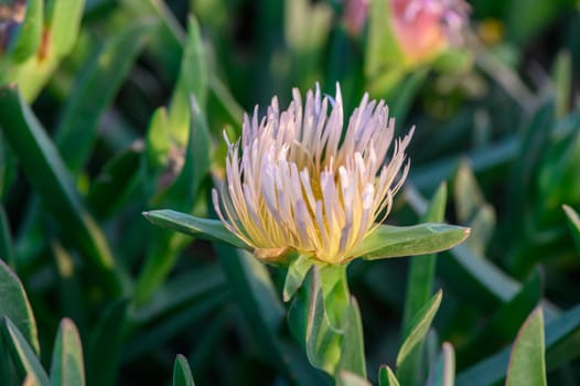 floral background of Carpobrotus edibles on the shores of the Mediterranean Sea 3