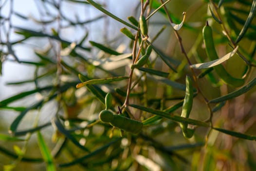 mimosa pods on a branch in spring 3