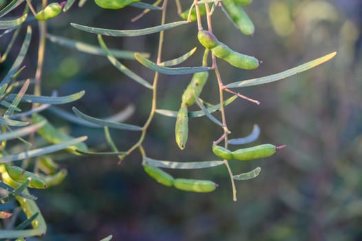 mimosa pods on a branch in spring 4