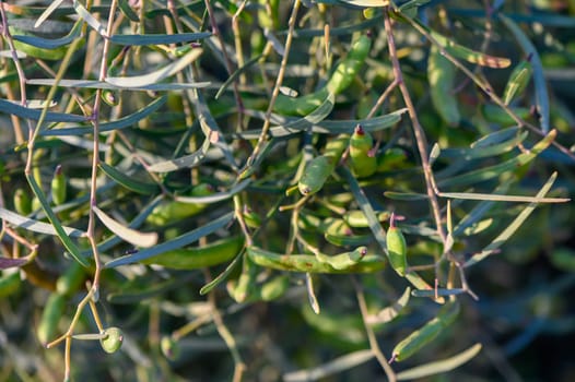 mimosa pods on a branch in spring 5