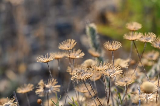 dried flowers Pulicaria paludosa Spanish false flea pretty yellow flower 4