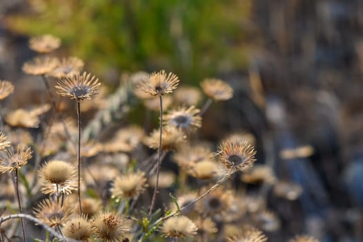 dried flowers Pulicaria paludosa Spanish false flea pretty yellow flower 5