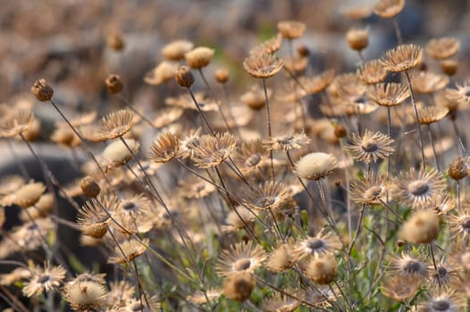 dried flowers Pulicaria paludosa Spanish false flea pretty yellow flower 6