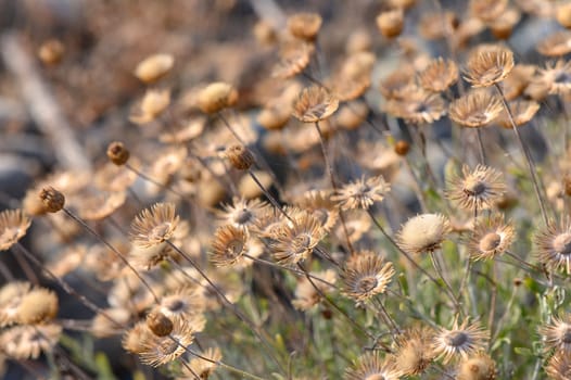 dried flowers Pulicaria paludosa Spanish false flea pretty yellow flower 7